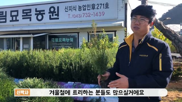 세계 3대 조경수인 금송과 크리스마스 트리용으로 적합한 주목 /Daelim Nursery (Umbrella Pine,Sciadopitys vertjcillata) смотреть онлайн