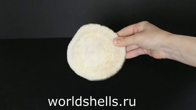 Грибовидный коралл 12 см. смотреть онлайн