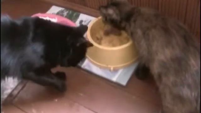 Кот интеллигент смотреть онлайн