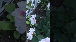 Айс Фо Ю - голубоглазая красотка!!!!