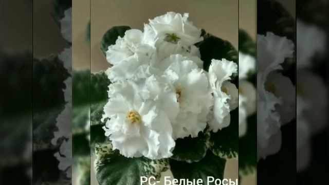 ФИАЛКИ. 100 ФОТО С НАЗВАНИЯМИ СОРТОВ. смотреть онлайн