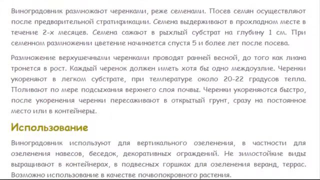 АМПЕЛОПСИС ВИНОГРАДОВНИК Красивые растения для дома и сада1 смотреть онлайн