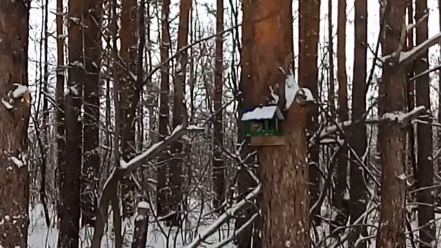 лесная белка в парке Победа зимой смотреть онлайн