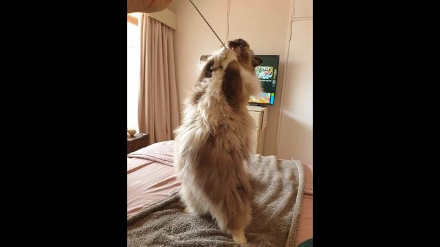 Cats Adorable- Ragdoll - GENTLE GIANT - Journey from kitten to 1 year old. смотреть онлайн