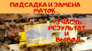 Подсадка и замена маток 3 часть.-Замена старой матки.