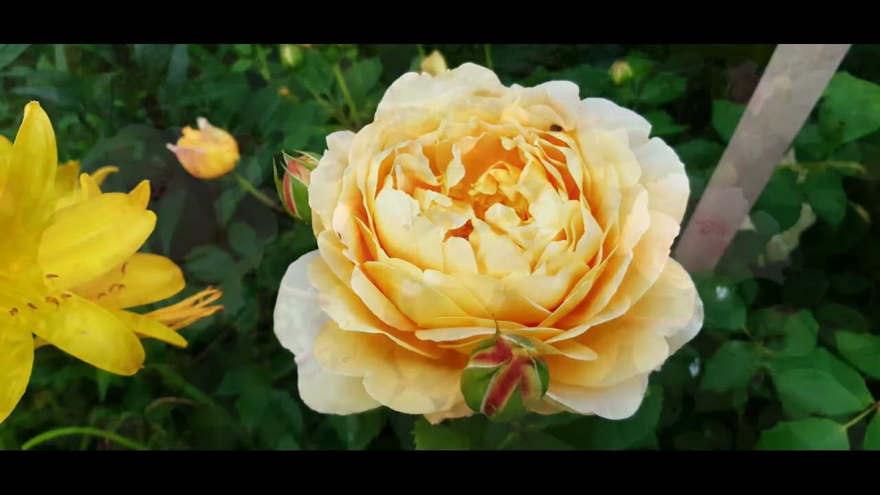 картинки цветущего сада Июнь 2022 смотреть онлайн