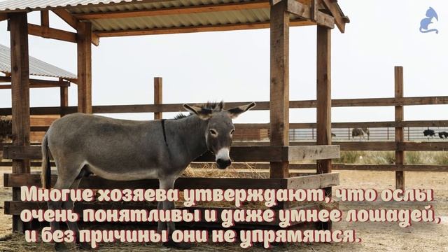 Домашние животные. Учим ЖИВОТНЫХ. смотреть онлайн