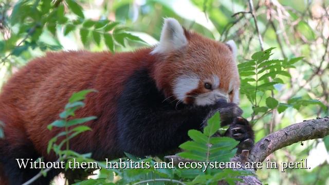 World Wildlife Day 2024 - Recovering key species for ecosystem restoration смотреть онлайн
