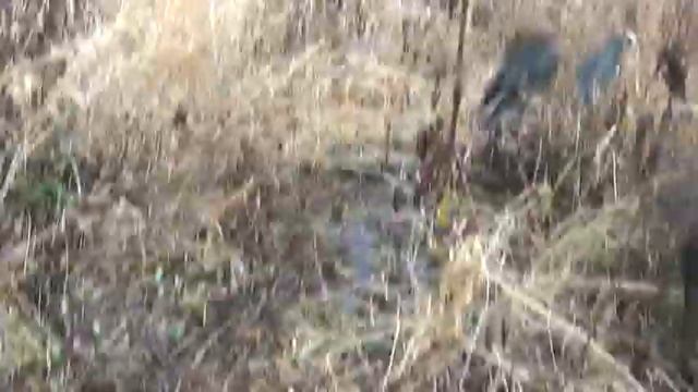 M2U00756 6 ноября пн 2023 г Родник Боровский район сел пос Ворсино д Шилово ул Центральна смотреть онлайн