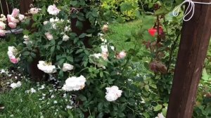Летняя обрезка роз Пьер де Ронсар, Айсберг после первого цветения 13.07.20