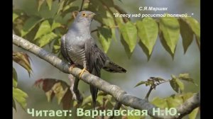 С Я Маршак «Гроза днём», «В лесу над росистой поляной…»