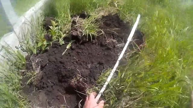 Борьба со слепышами. Слепыш (не крот) вредитель. Фостоксин. смотреть онлайн