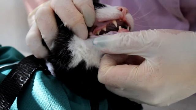 Как ухаживать за зубами кошки смотреть онлайн