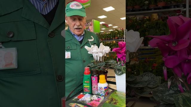 Уход за цикламеном? смотреть онлайн
