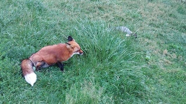 Лисица куснула лиса за хвост смотреть онлайн