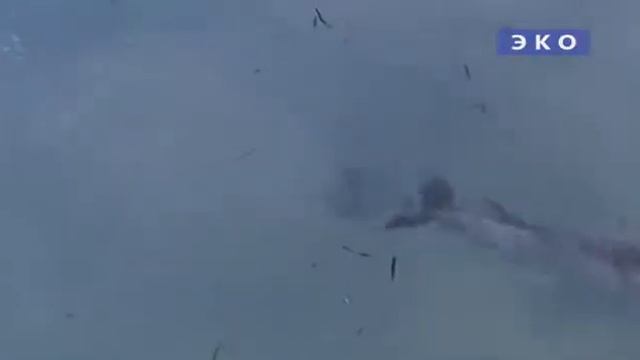 Любопытные дельфины смотреть онлайн