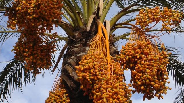 Многие едят ФИНИКИ, и даже не знают о пользе и вреде фиников ! В чем Тайна КОСТОЧКИ финика? смотреть онлайн