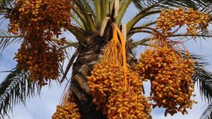 Многие едят ФИНИКИ, и даже не знают о пользе и вреде фиников ! В чем Тайна КОСТОЧКИ финика?