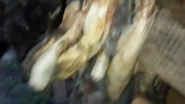 Кролиководство, система поилок, что делать со шкурками смотреть онлайн