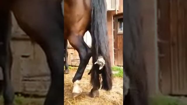 Лошадка с крепкими нервами смотреть онлайн