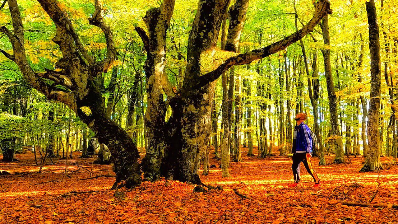 Крым ПОРАЗИЛ - СКАЗОЧНЫЙ буковый ЛЕС. Чатыр-Даг подъём на ЭКЛИЗИ-БУРУН. Роща Секвой как добраться? смотреть онлайн