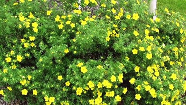 Potentilla @ Watters Garden Center смотреть онлайн