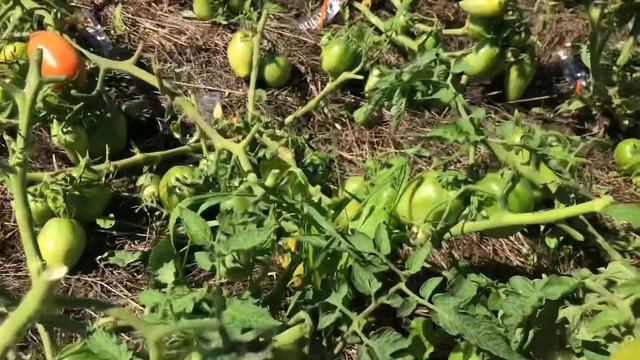 Массовая стрижка томатов открытого грунта для полного созревания смотреть онлайн