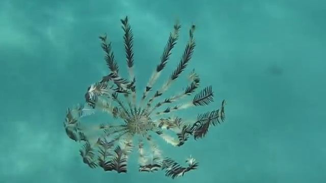 Лилия морская, Crinoidea, Crinoids смотреть онлайн