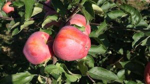 Осенние сорта яблони - красивые, вкусные, зимостойкие