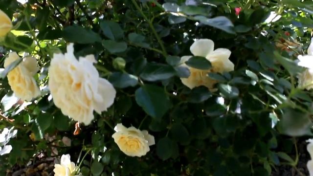 Роза Крем Эмбаден, Четыре сезона, Шекспир и др2020 смотреть онлайн