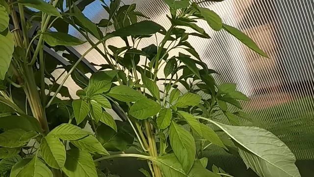 Амарант - трава долгожителей смотреть онлайн