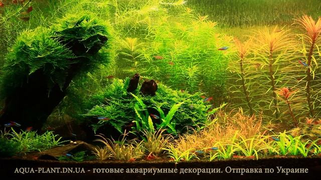 Аквариум на 120л. Два месяца после запуска. смотреть онлайн