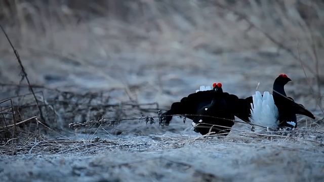 На тетеревином току (Lyrurus Tetrix L.)