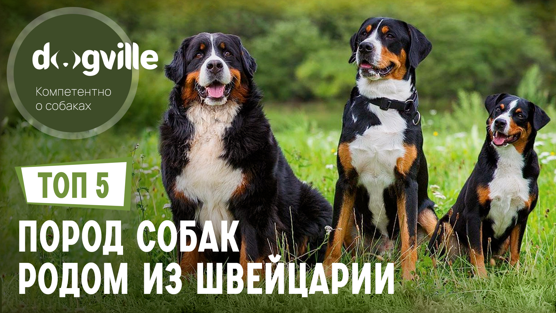 ТОП 5 Пород собак родом из Швейцарии