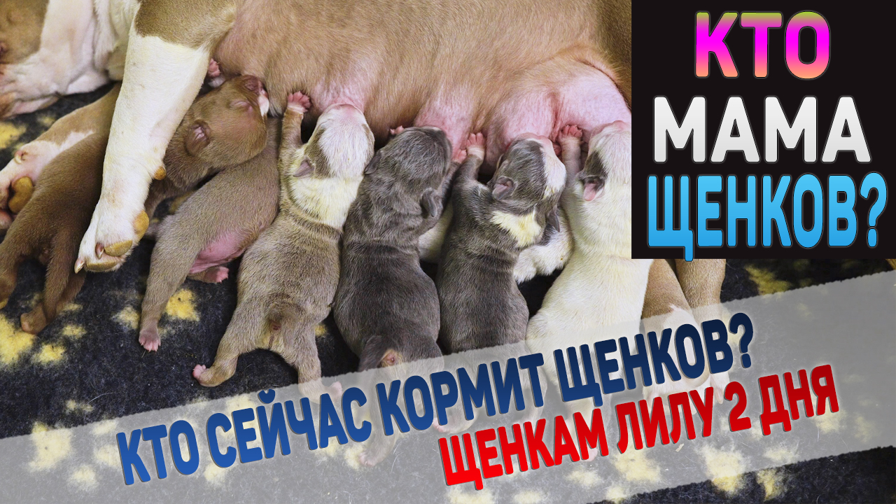 Кто сейчас мама щенков? Второй день жизни щенков Лилу. смотреть онлайн