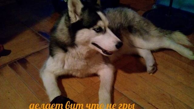 Хаски смотреть онлайн