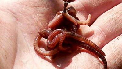 Как насадить на крючок червя. смотреть онлайн