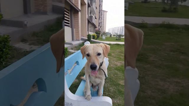 🐶❤️BEAUTIFUL FRIEND & PLAYTIME ❤️❤️ LOVELY DOG 🦮❣️ Subscribe & PAT ❣️🦮 My CUTE Labrador ❤️🐶