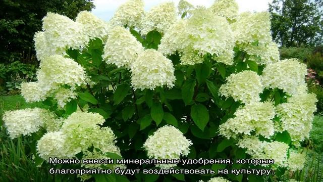 Посадка гортензии весной в открытый грунт смотреть онлайн