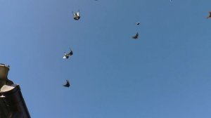 НИКОЛАЕВСКИЕ ГОЛУБИ/pigeons/ ВОВЫ КЕРЧЕНСКОГО  (2)