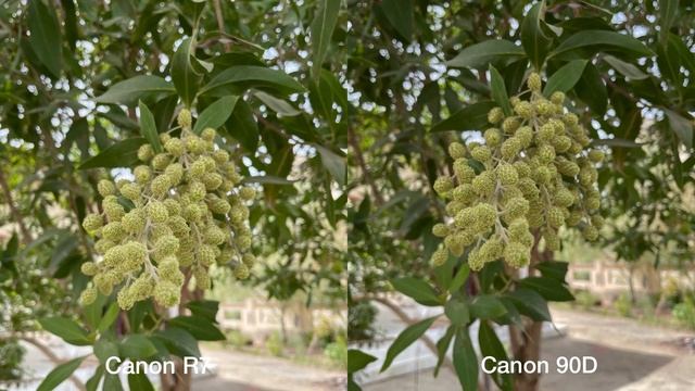 Comparativa EOS R7 - EOS 90D Canon | Datacont смотреть онлайн