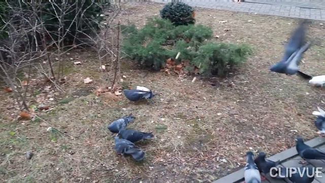 Сыр с базиликом по вкусу голубям смотреть онлайн