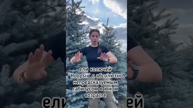 Идеальная новогодняя ель Эдит смотреть онлайн