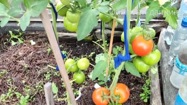 Вся деревня завидует - ОГУРЦЫ МЕШКАМИ СОБИРАЮ! Срочно дайте это Огурцам, Томатам, Перцу смотреть онлайн