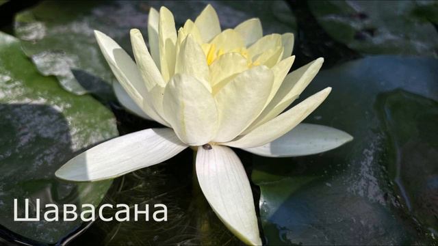 Шавасана ( 15 минут) смотреть онлайн