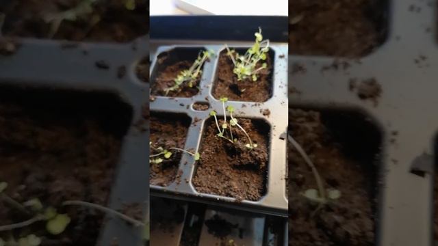 Перевалка/пересадка карпатского колокольчика. смотреть онлайн