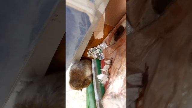 хомяк ест бумагу для черчения смотреть онлайн