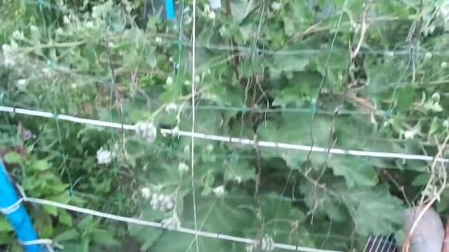 Про виноград,Огурцы и Картошку. смотреть онлайн