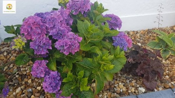 How is my Hydrangea plant doing in it's 2nd year? Growing and taking care of Hydrangea macrophylla