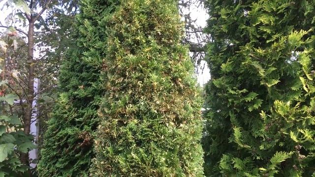 Туи для сада смотреть онлайн